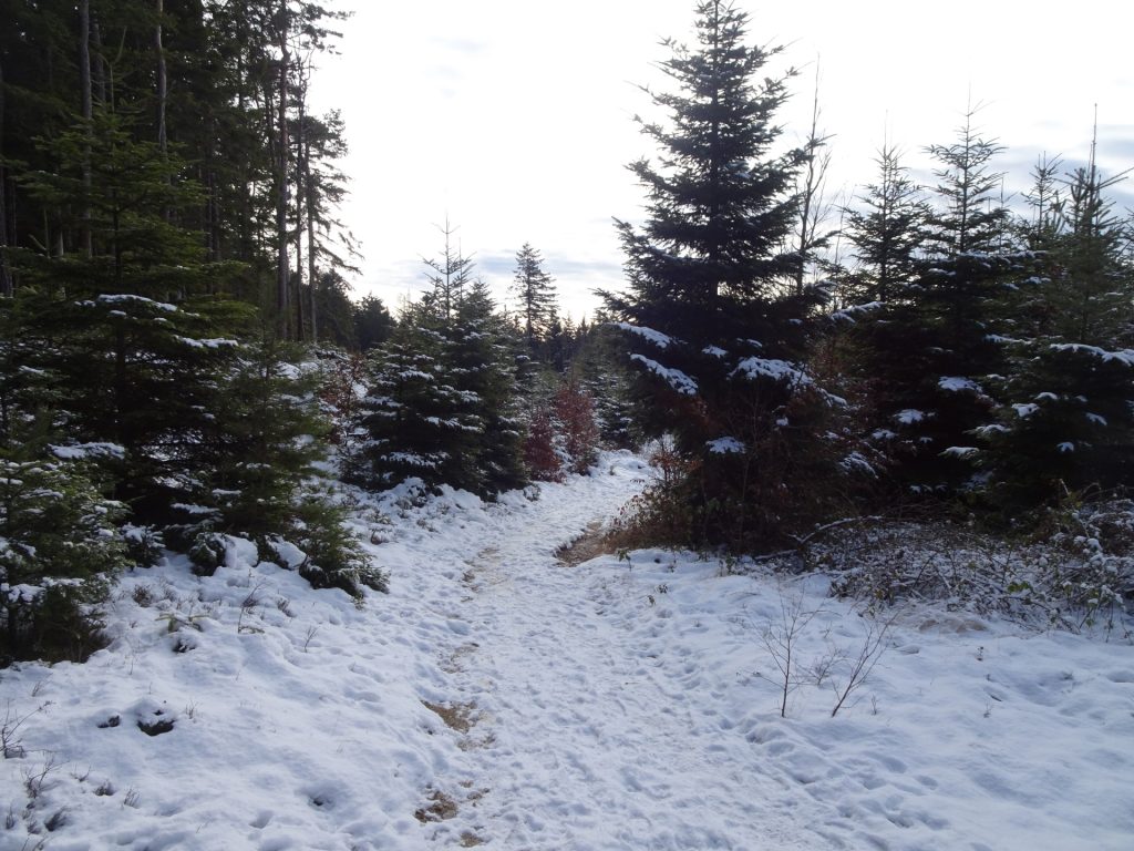 On the "Alpannonia®" trail towards "Hutwisch"