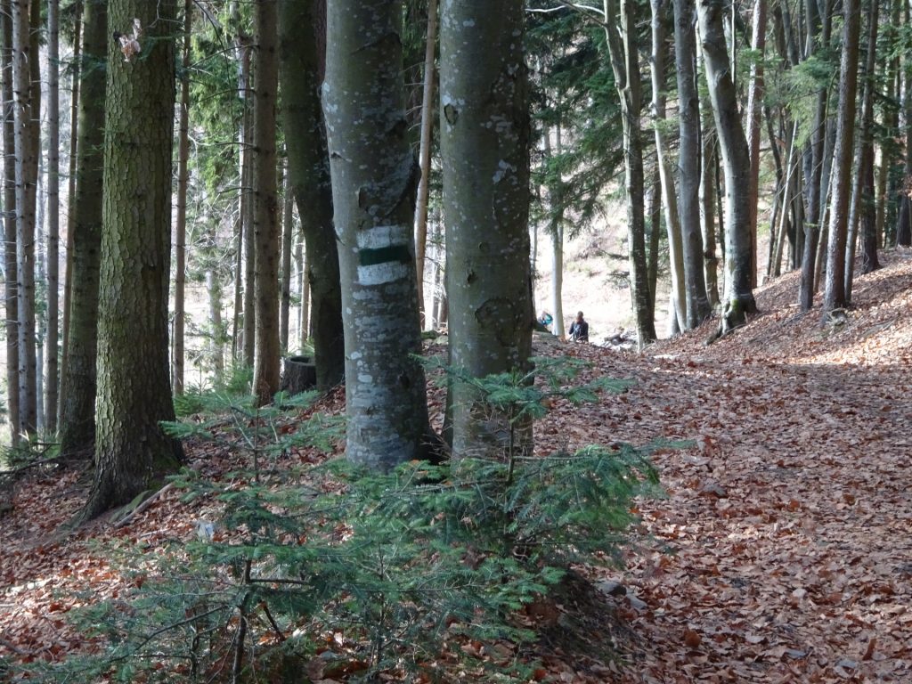 On the trail towards "Ackerwirt" (white-green-white marking)