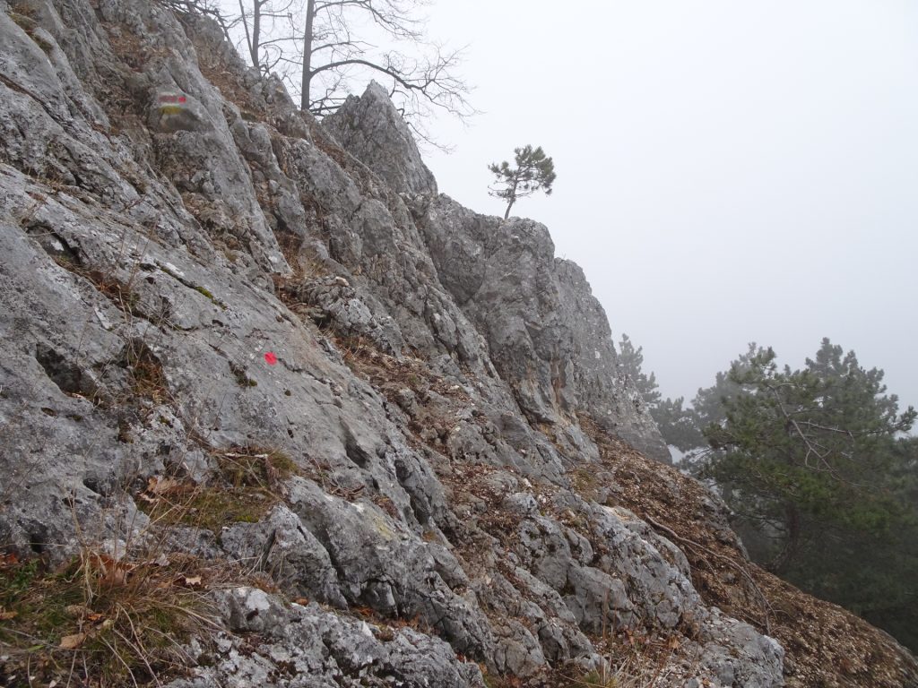 Climb up "Krumme Ries" (follow the red dots)