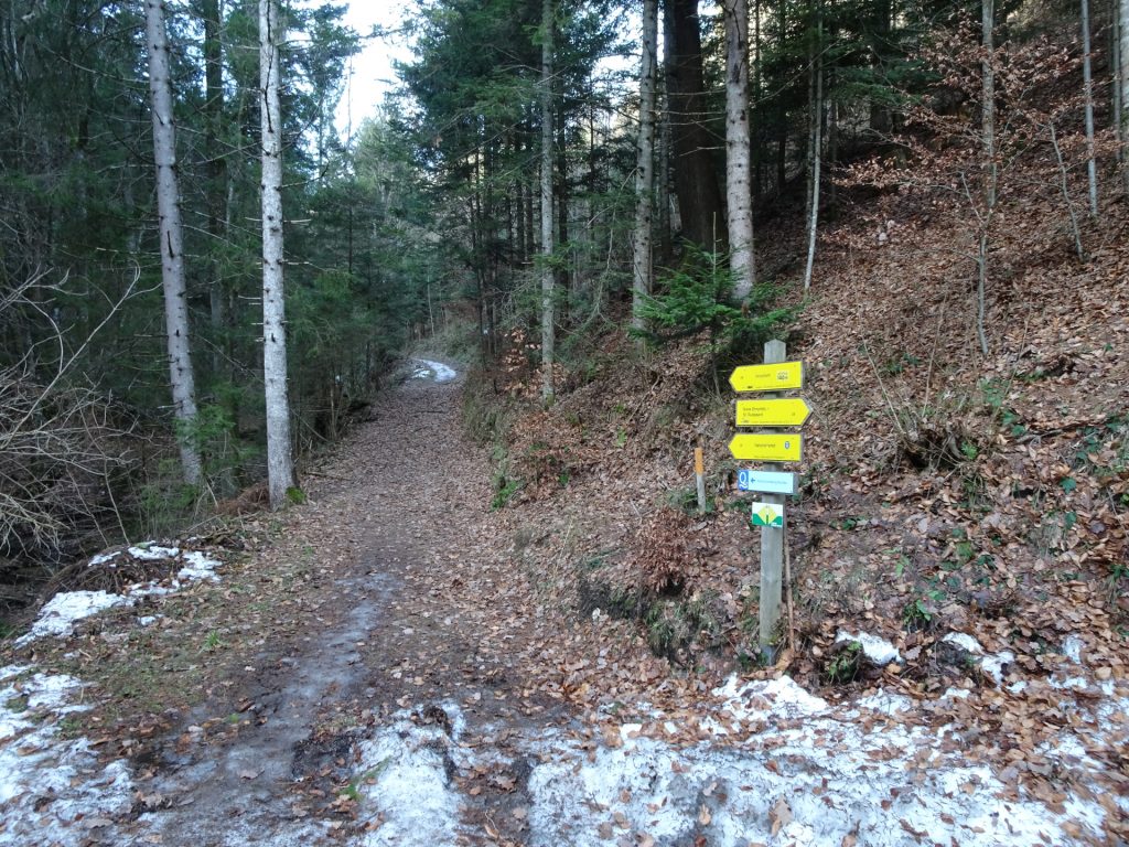 Follow this trail towards "Novystein"