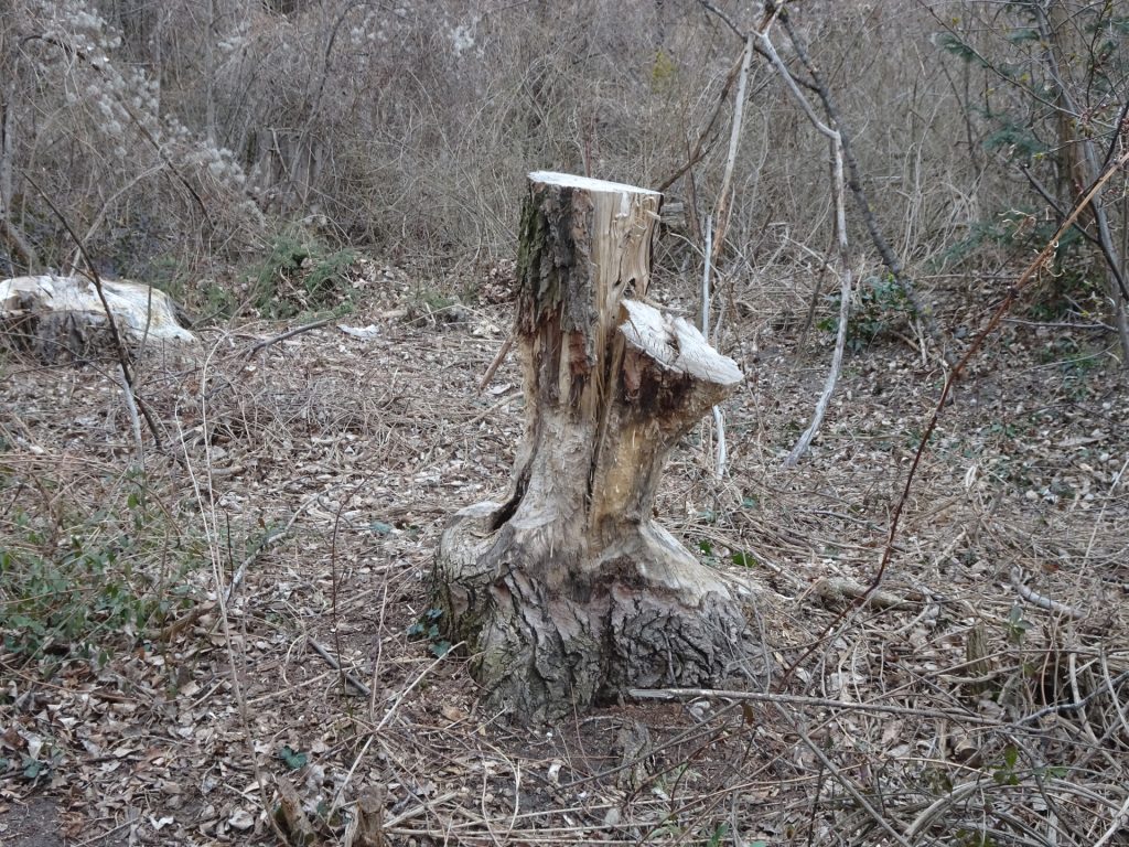 Signs of the presence of beavers