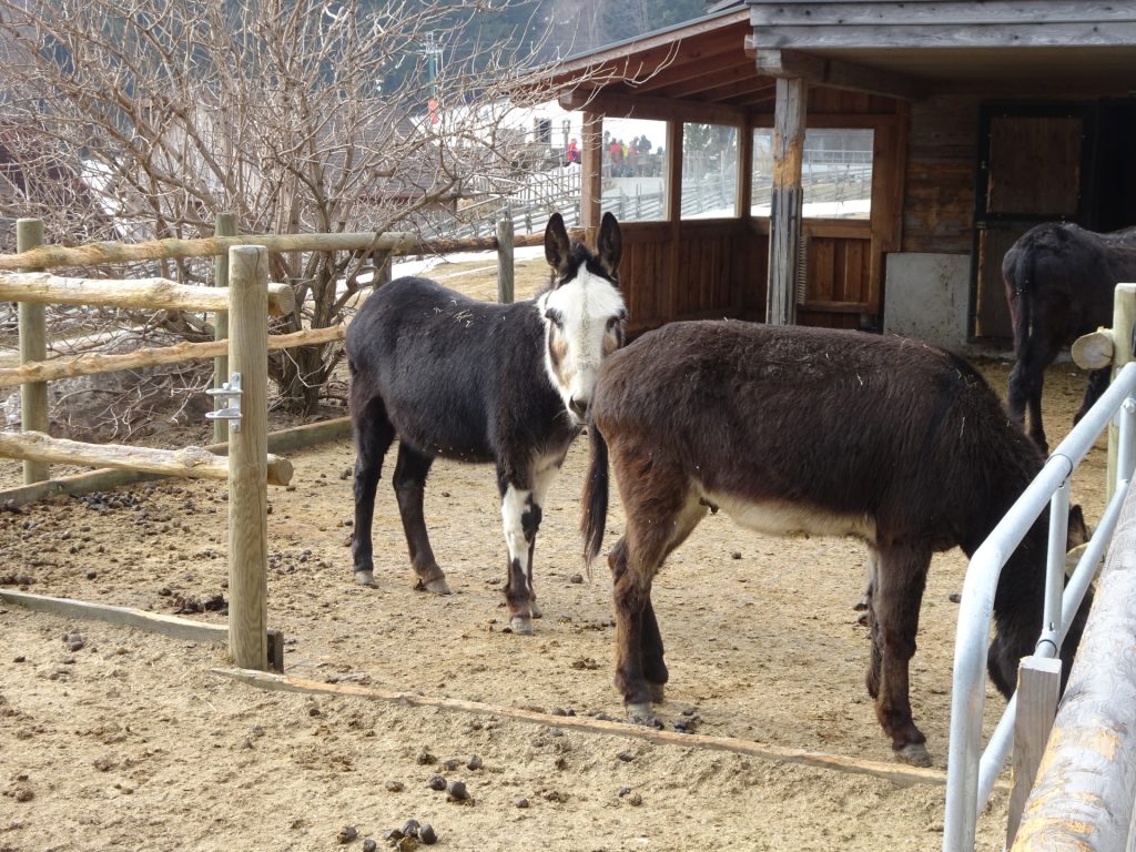 Donkeys next to <i>Mönichkirchner Schwaig</i>