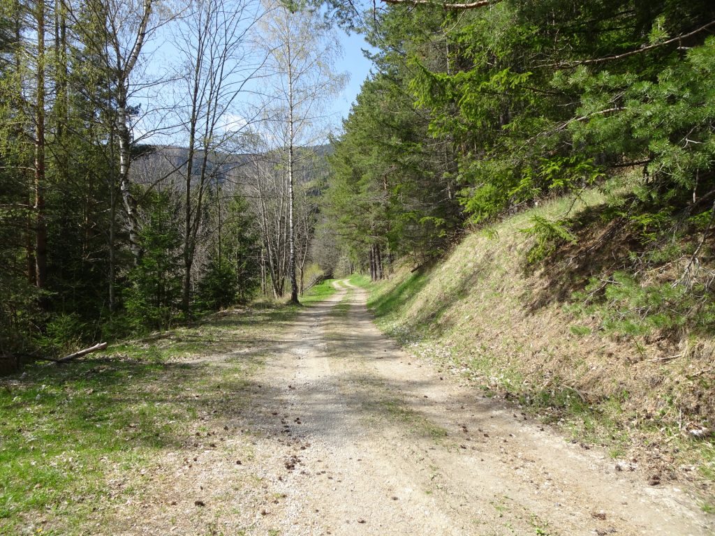 The forest road at <i>Unterer Adlitzgraben</i> towards the golf court