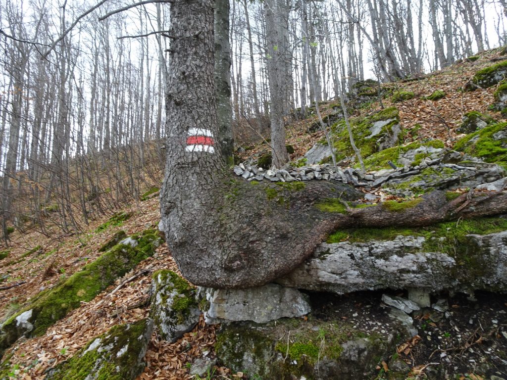 Interesting tree that serves as marking