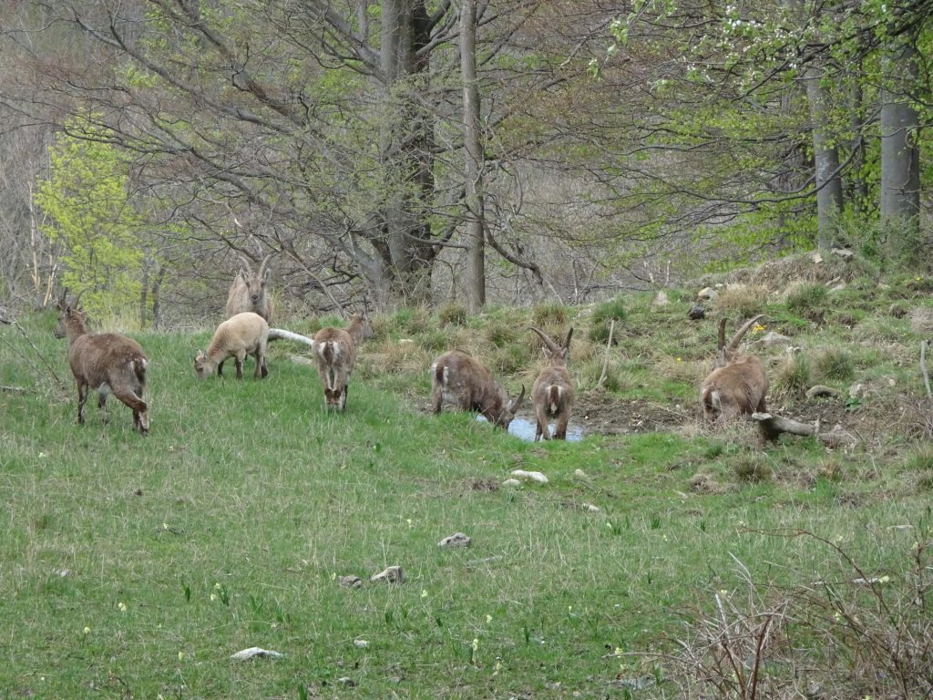 Wildlife at the mountain pasture