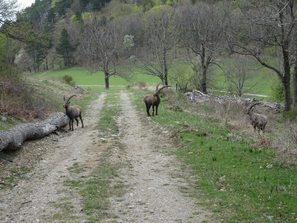Wildlife blocks the road towards <i>Gaisstein</i>