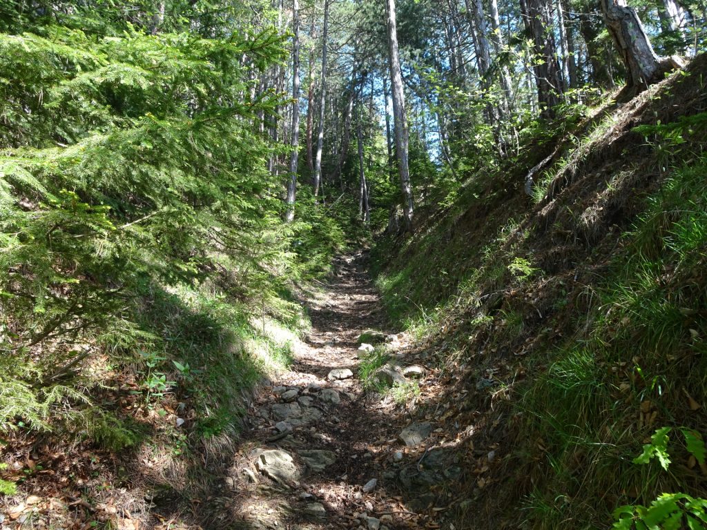 Trail towards <i>Waldburgangerhütte</i>