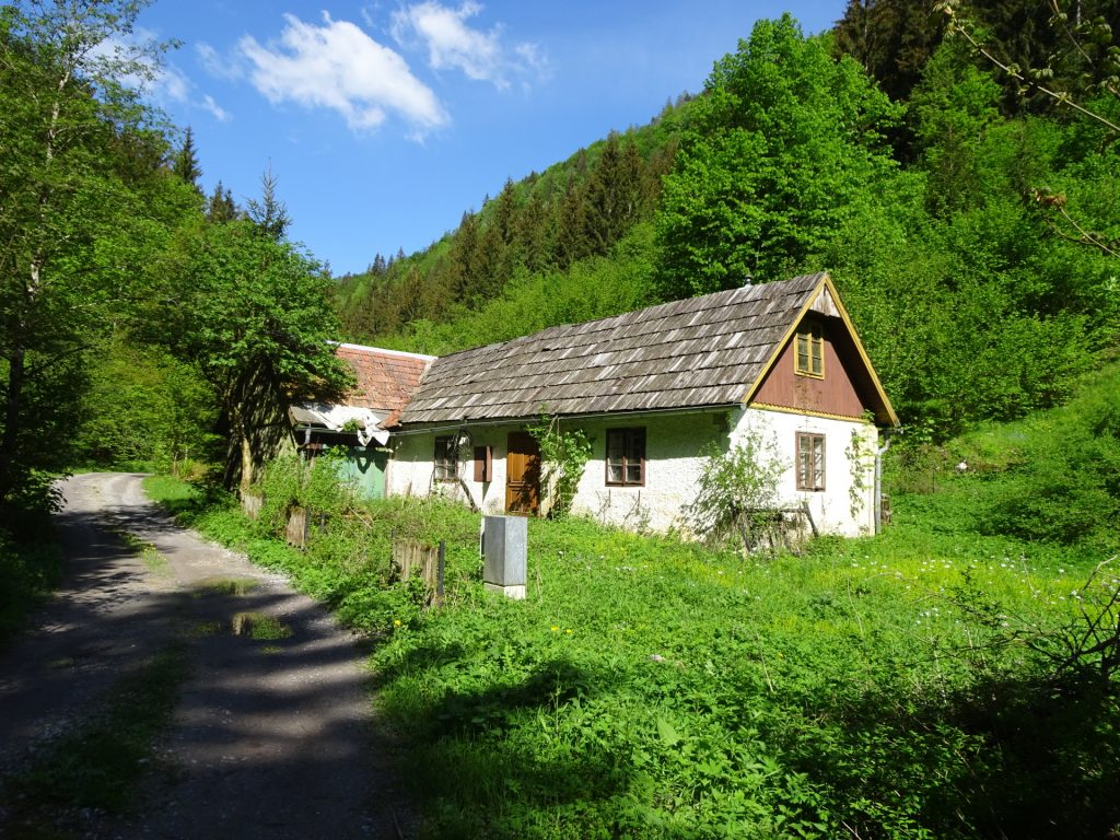 Following the forest road from <i>Traisenbeck </i>