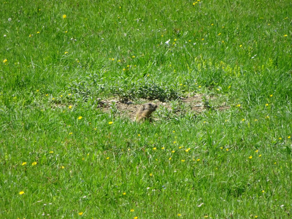 A marmot at <i>Zeissalm</i>