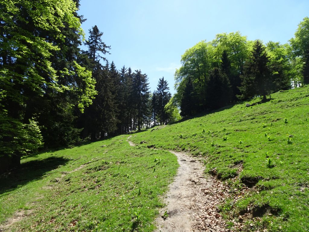 Trail towards <i>Reisalpe</i>