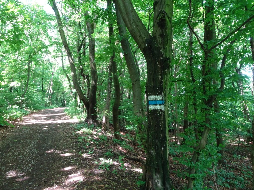Blue marked trail through the hunting grounds