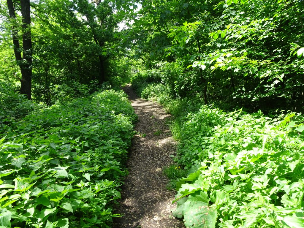 On the trail towards <i>Hermannskogel</i>