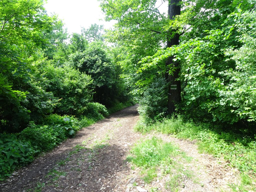 Following the green marked trail downwards