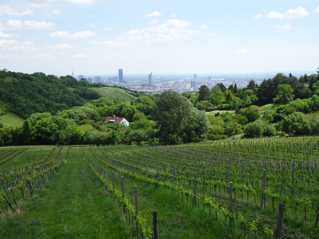 Vienna seen from the trail through the vineyards
