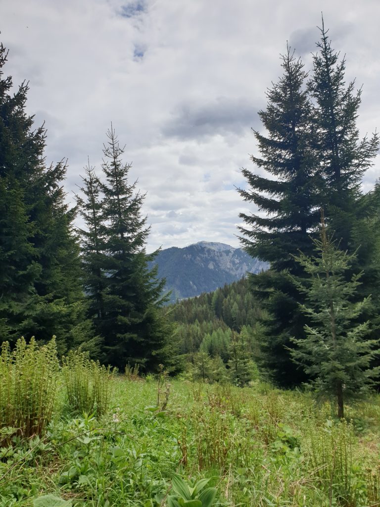 View from the trail towards <i>Neuwaldalm</i>