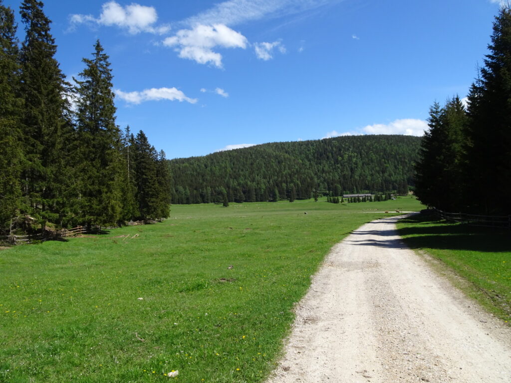 Reaching the alpine pasture before <i>Waldburgangerhütte</i> (keep right!)