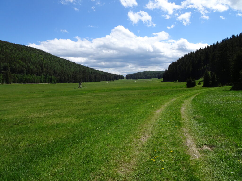Crossing the alpine pasture towards <i>Waldburgangerhütte</i>