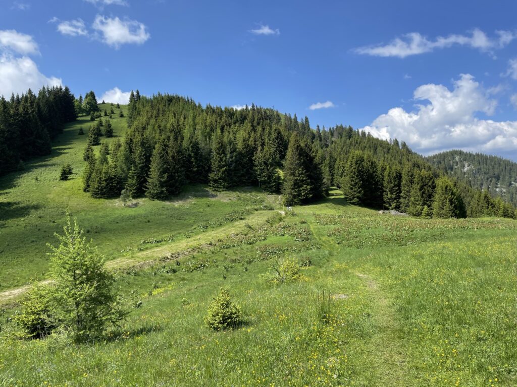 Trail towards <i>Sonnwendstein / Erzkogel</i>