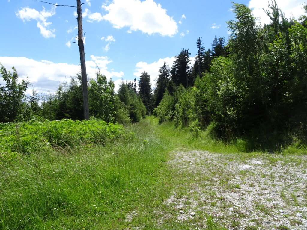 Trail towards <i>Gösserwand</i>