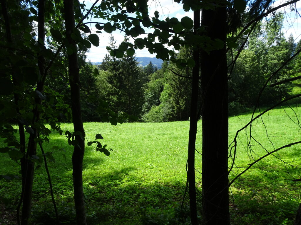 Shortcut through the meadow to reach the trail to <i>Arzberg</i>