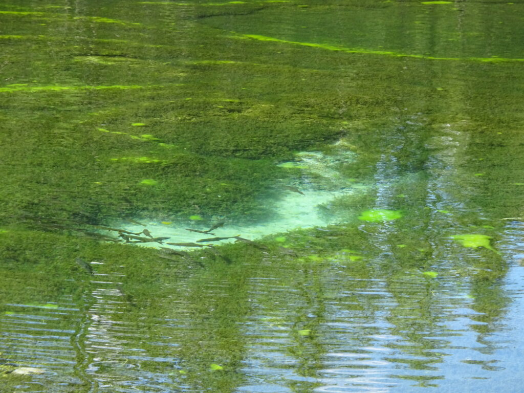 A lot of fish in <i>Kreuzteich</i>