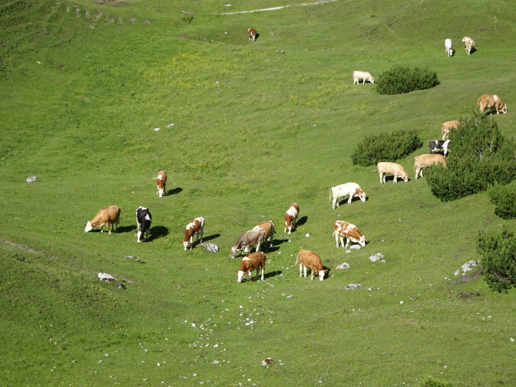 Cows at the <i>Sonnschienalm</i>