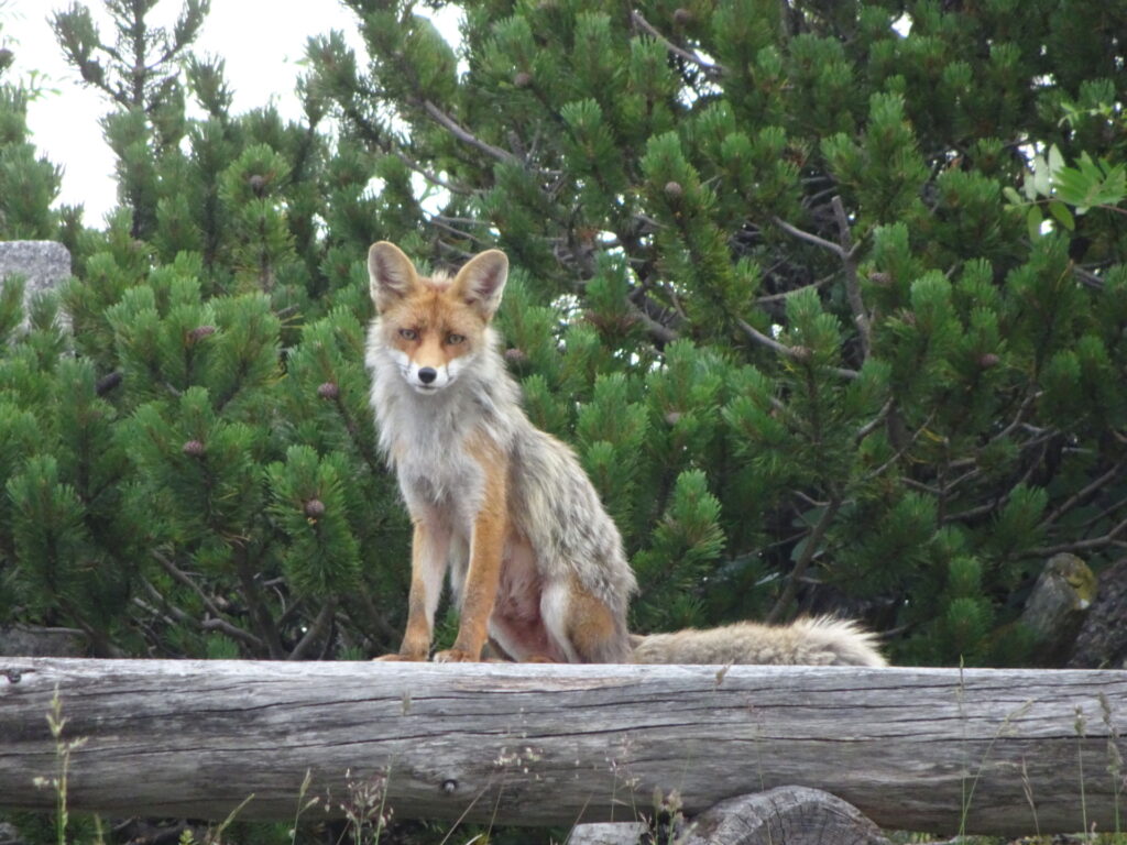 A real female fox spotted at <i>Sonnschienhütte</i>