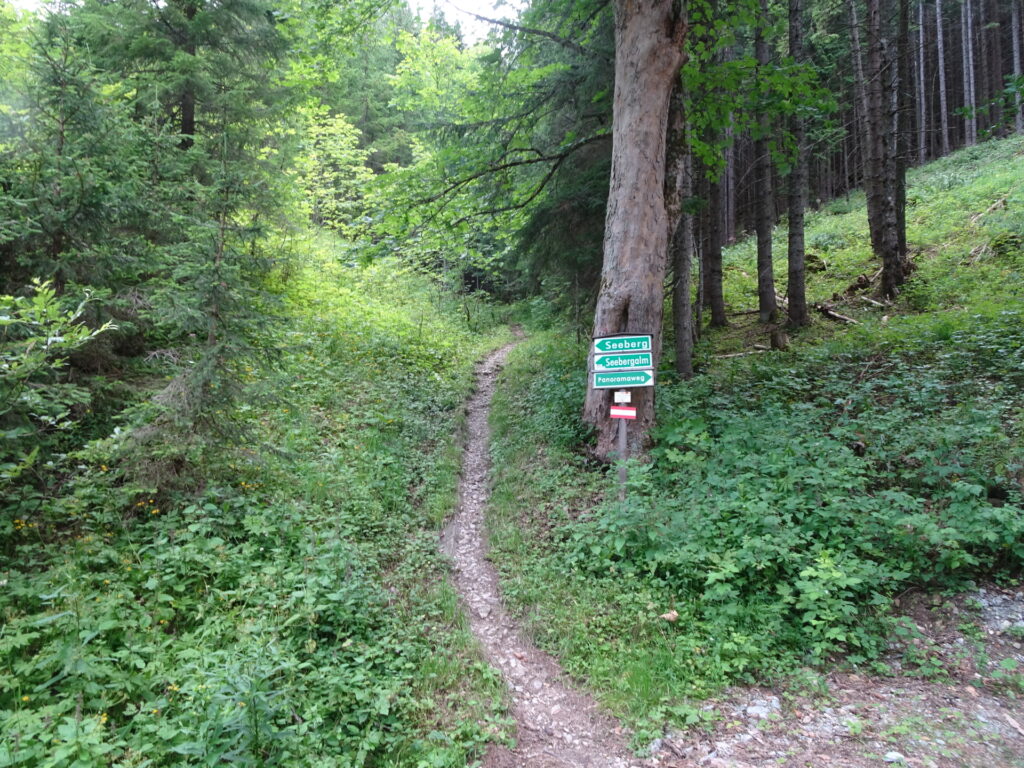 The trail towards <i>Seeberg</i>