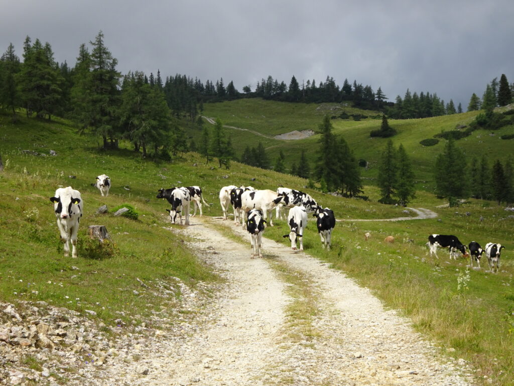 Cows on the trail towards <i>Graualm</i>