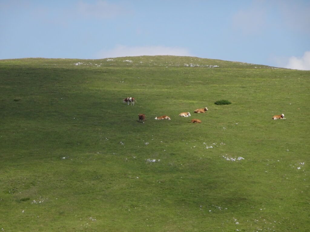 Cows enjoy their life at <i>Hohe Veitsch</i>