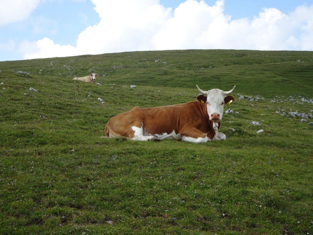 Cows are enjoying their life at <i>Hohe Veitsch</i>