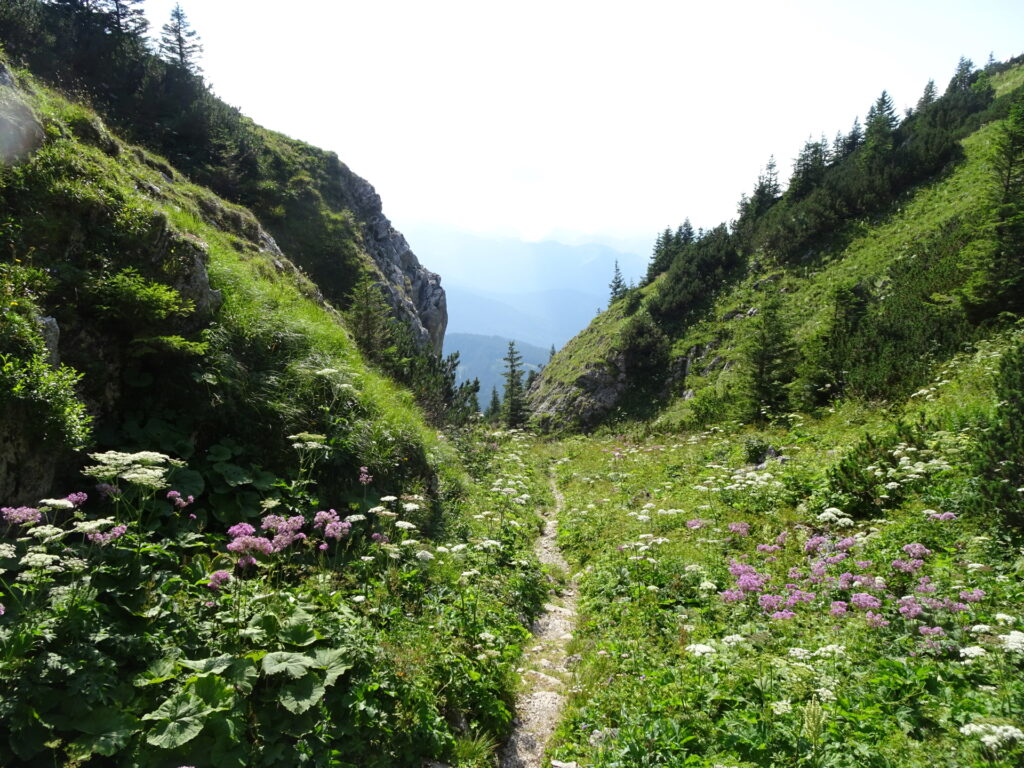 Beautiful trail back to <i>Niederalpl</i>
