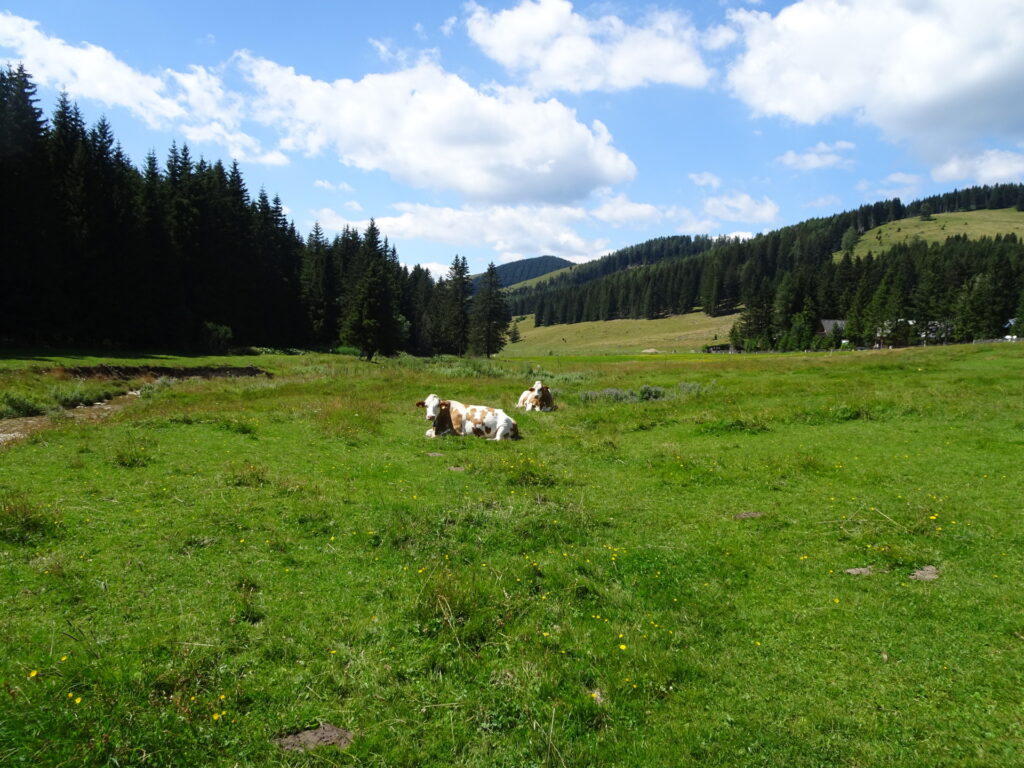 On the trail towards <i>Schwoabauerkreuz</i>