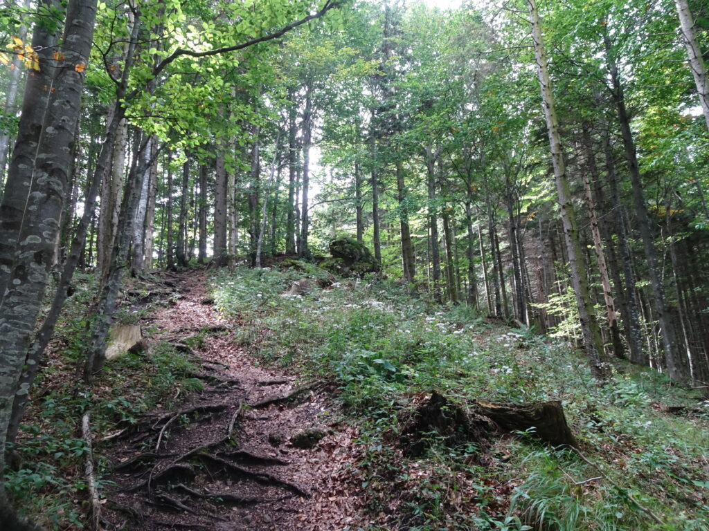 On the trail towards <i>Unterberg</i>