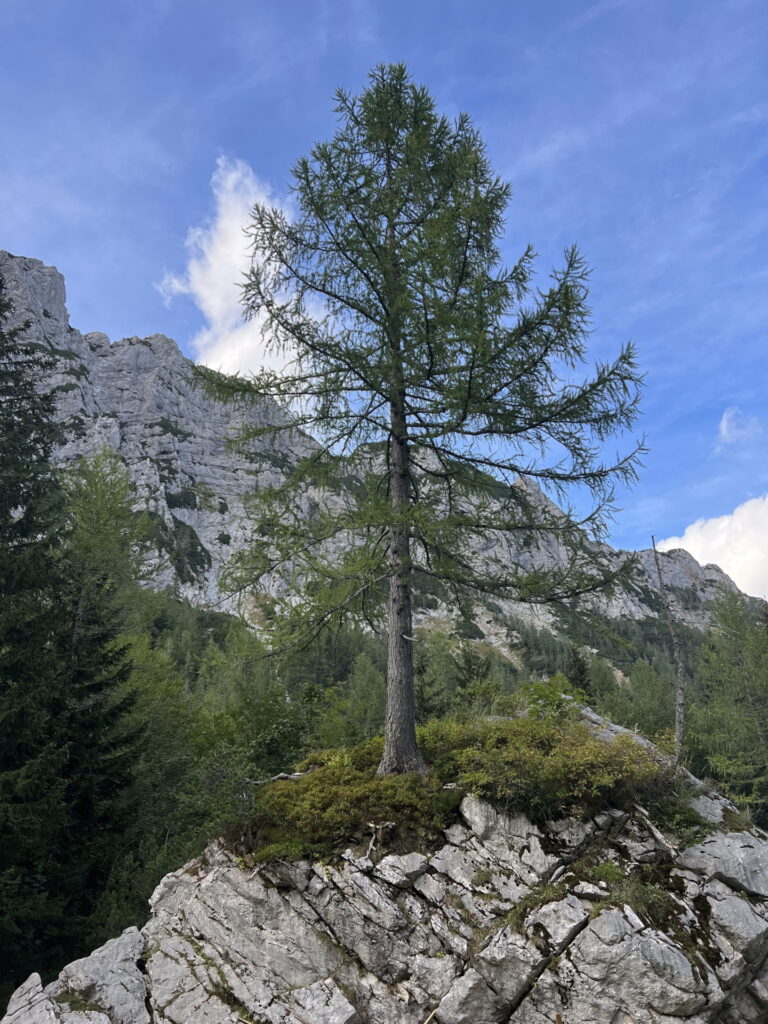 Amazing tree on rocks