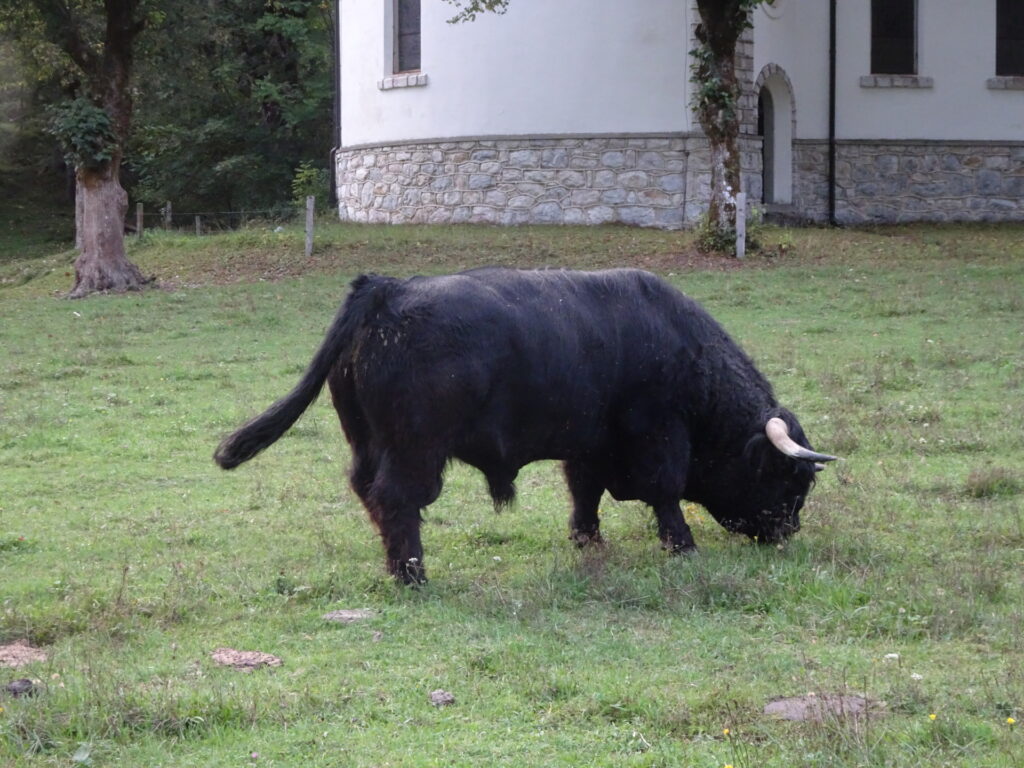 Impressive cow at <i>Savinja valley</i>