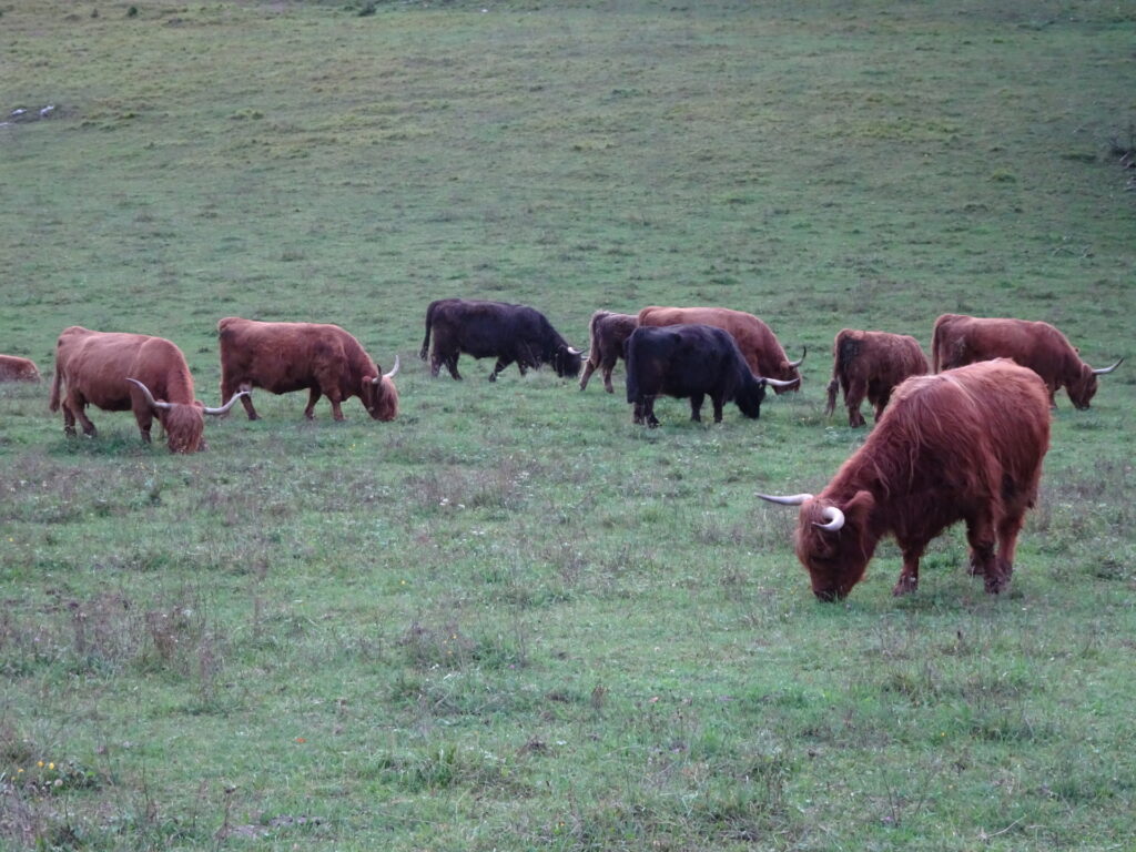 Cows at <i>Savinja valley</i>