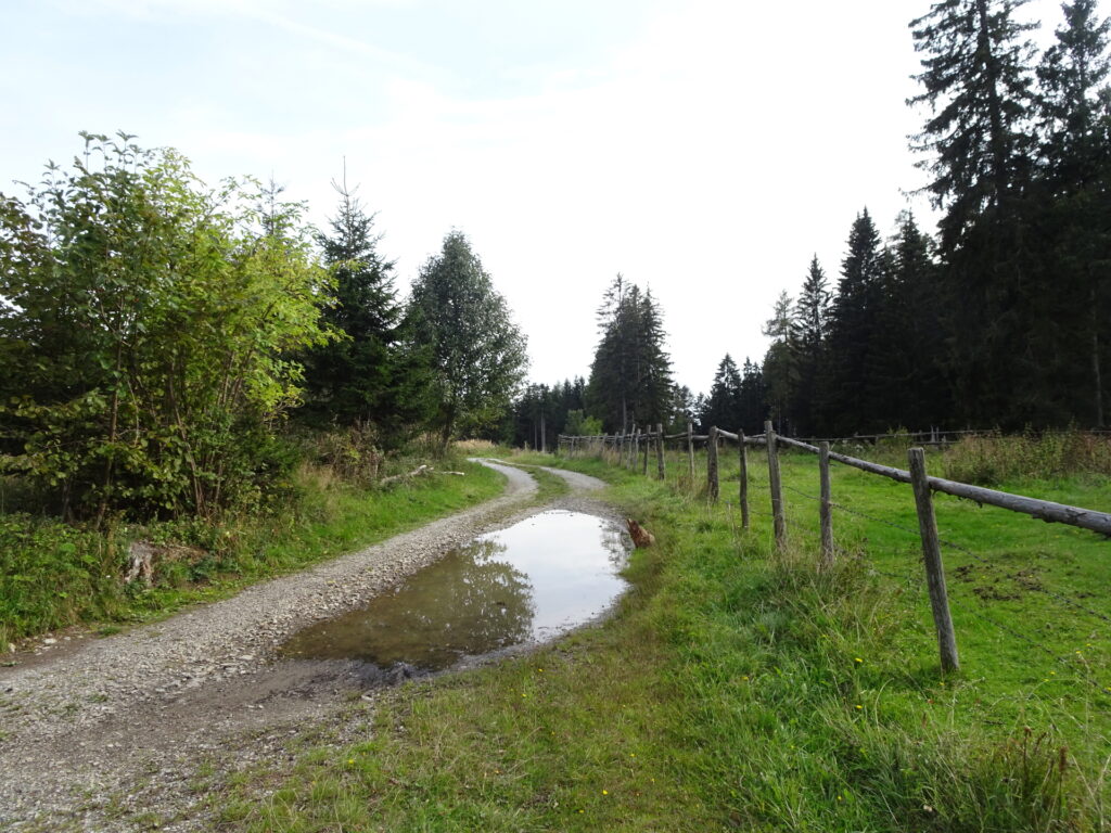 Back at <i>Am Sattel</i> follow the forest road downwards