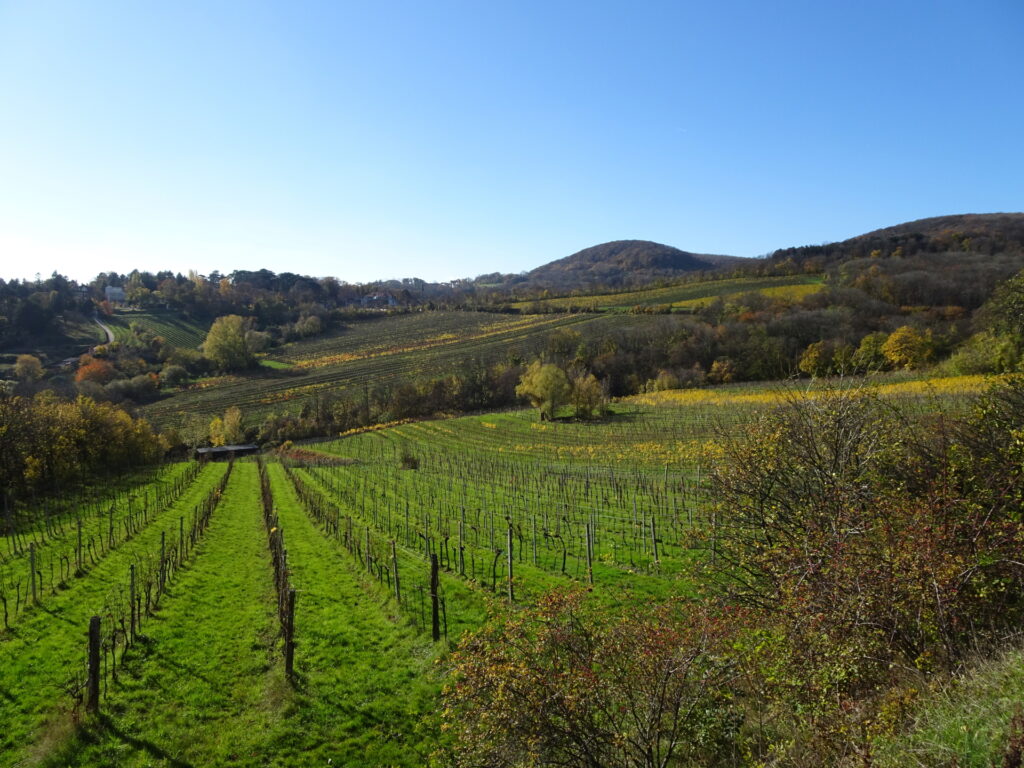 Hiking through the vineyards towards <i>Krapfenwaldl</i>