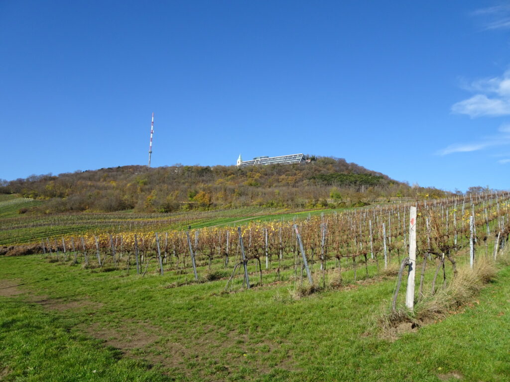Hiking alongside the vineyards towards <i>Krapfnwaldl</i>