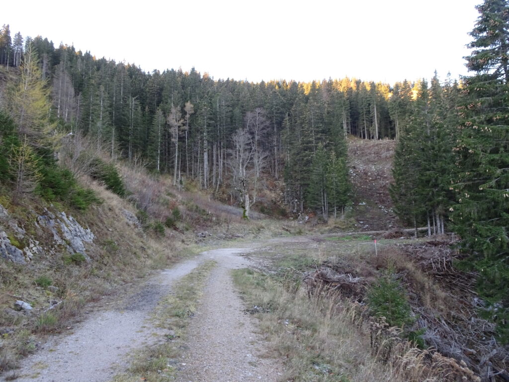Shortly before the crossing up to <i>Großer Proles</i> (watch out for the tree in front of you!)