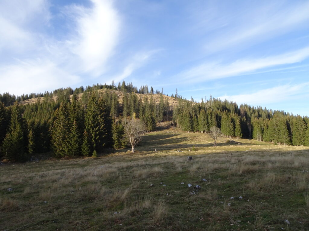 Through the mountain pasture of <i>Buchalpenboden</i>