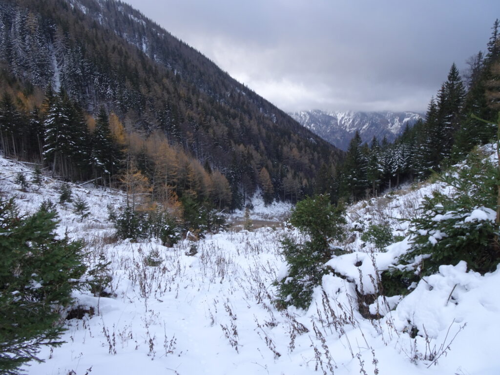 Descending towards the clearing at <i>Wassersteig</i>