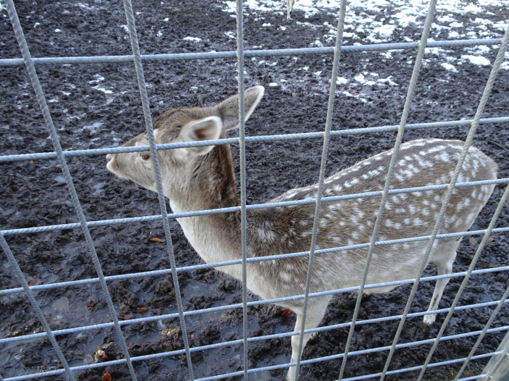 Pet a deer