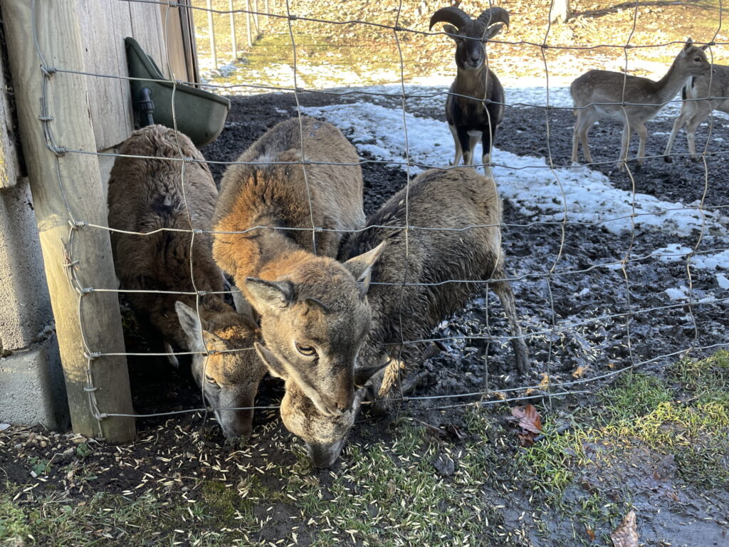 Feeding goats at the zoo