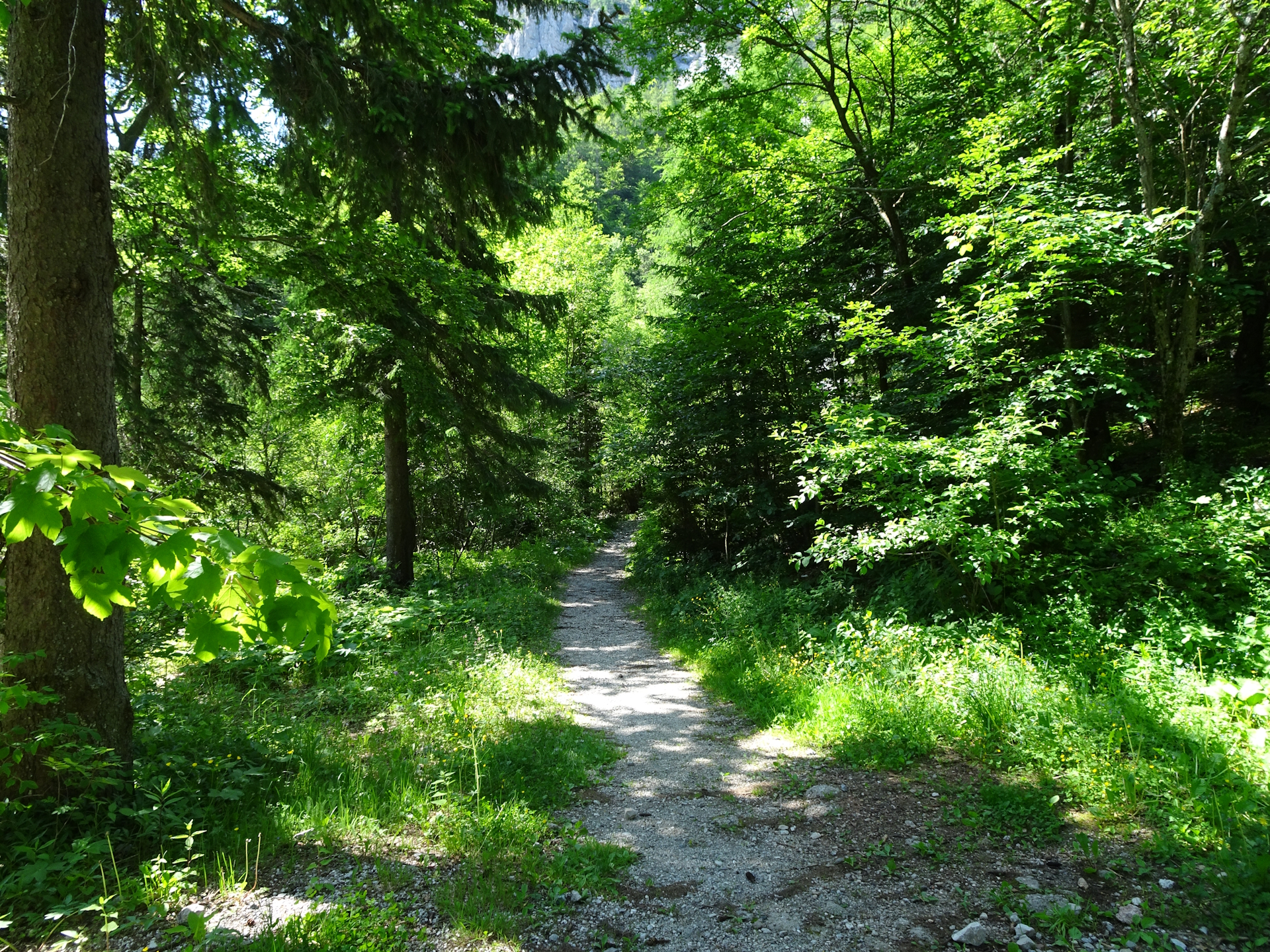 First meters on the <i>Bornova pot</i> trail