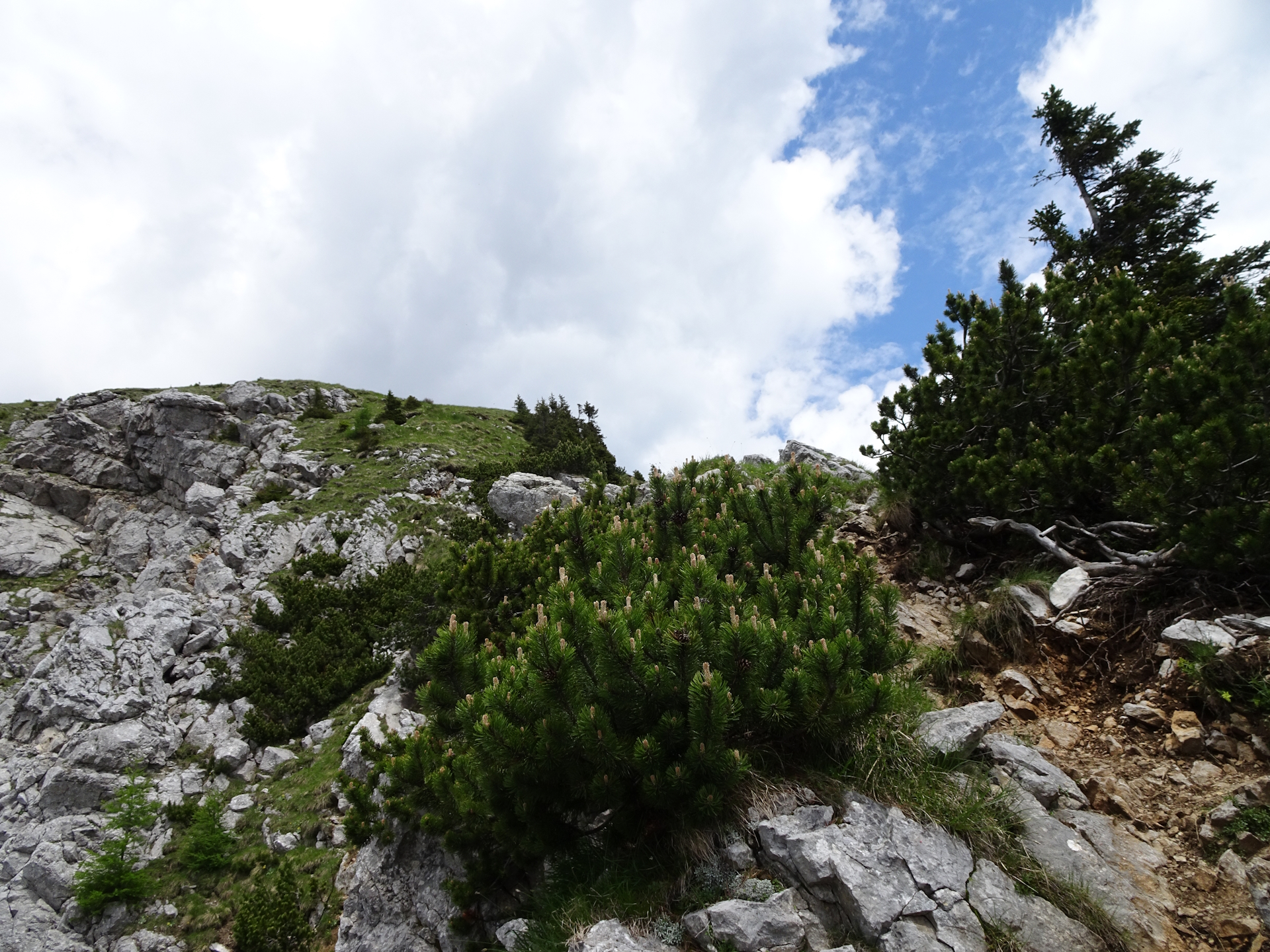 On the trail towards <i>Veliki vrh (Begunjščica)</i>
