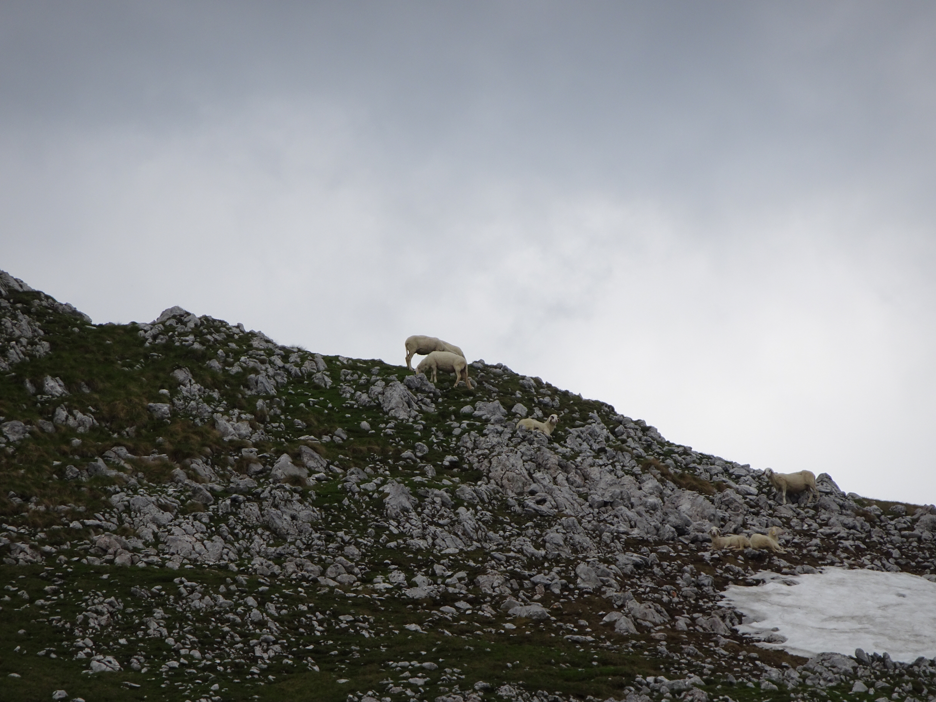 The plateau is full of sheeps