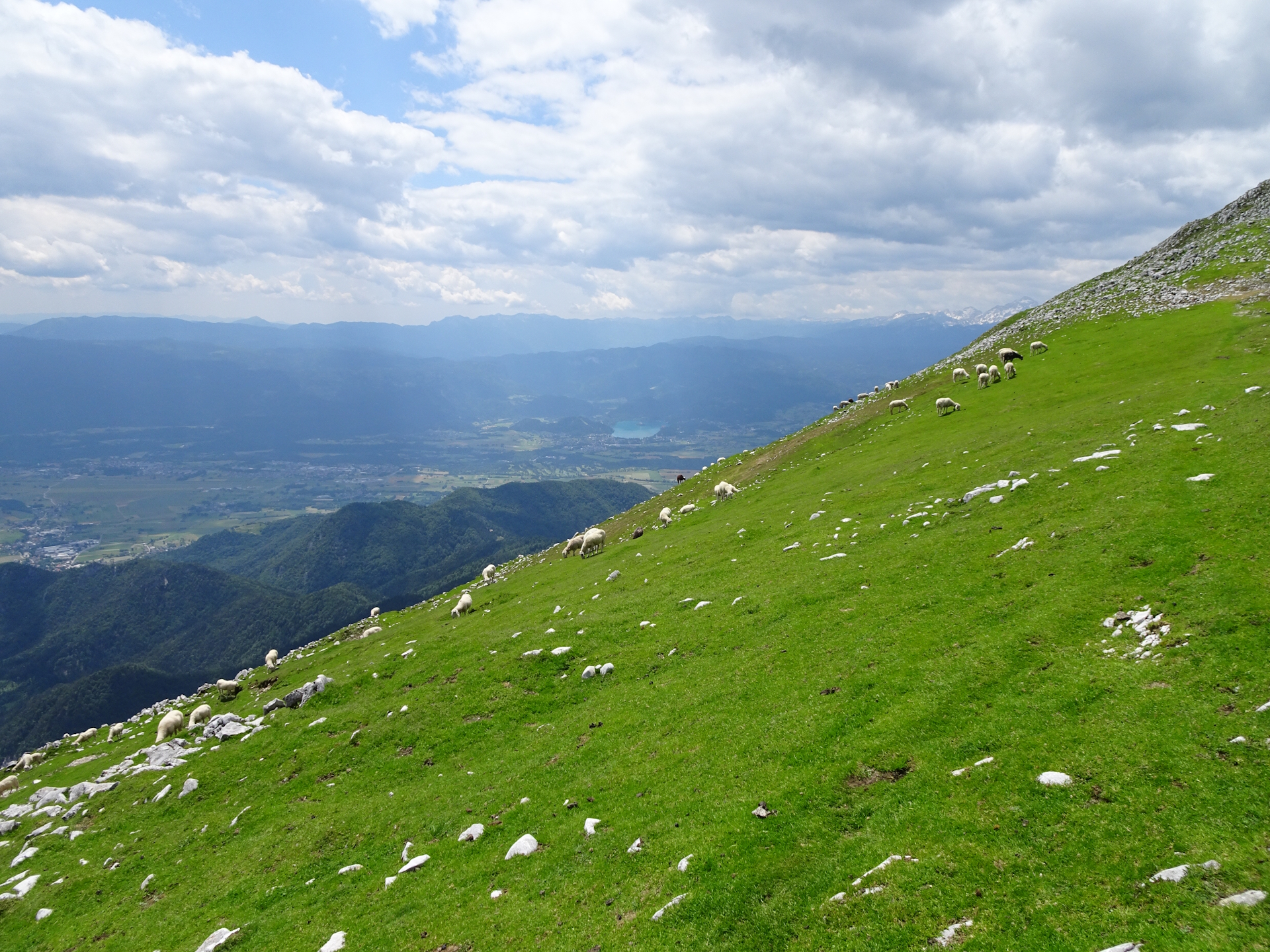 The <i>Veliki vrh (Begunjščica)</i> is full of sheep