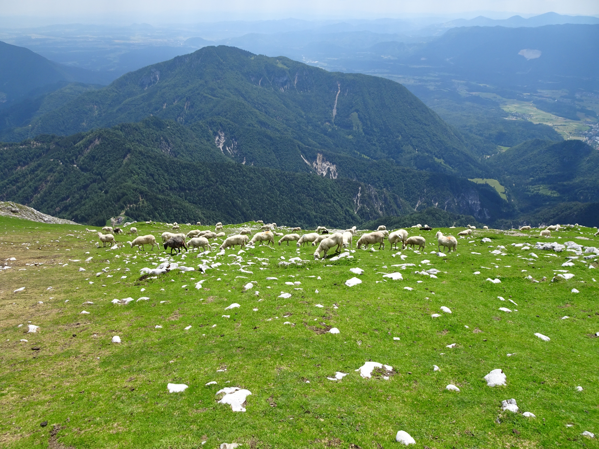 The plateau is occupied by a flock of sheep